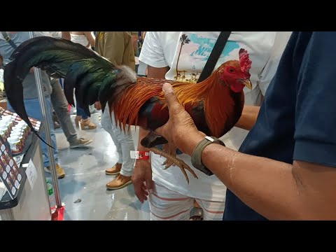 BRUCE BARNET SWEATER NI KA LOW DYES | THE SISIW ACADEMY