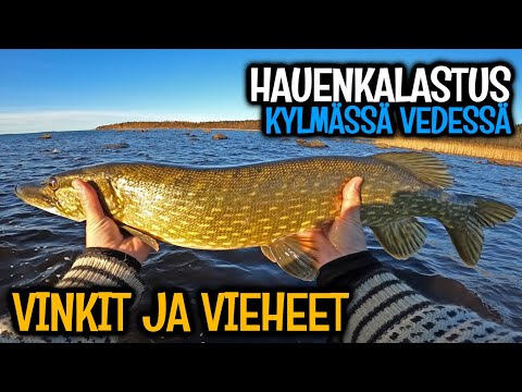 HAUENKALASTUS KYLMÄSSÄ VEDESSÄ - SOPULIN VINKIT JA VIEHESUOSITUKSET