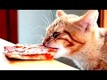 CATS STEALING PIZZA Compilation Pizza Cat Funnycat12