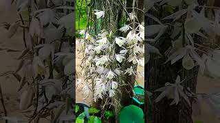 Beautiful wild #orchid #flowers 💮😍 form #orchidworld #shorts