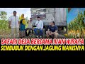 DESA SEMBUBUK MUARO JAMBI JAGUNG MANIS TANGGO RAJO BELINYA DISINI ️ SAFARI DESA IVAN WIRATA