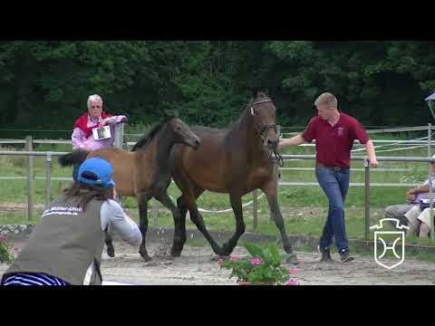 Holsteiner Stutfohlen 04/2017 von Colman / Clearway / Coriolan - Fohlenschau