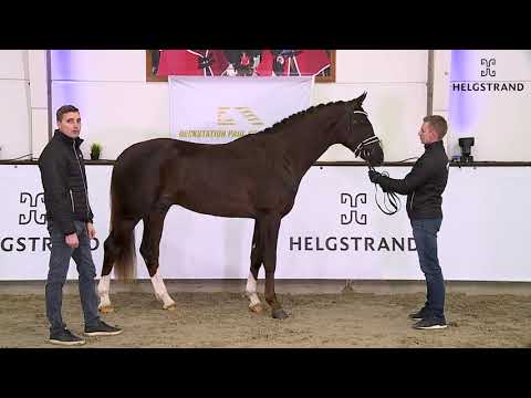 Fortunate von Foundation / Quaterback - hengst geboren 2018 (GER)