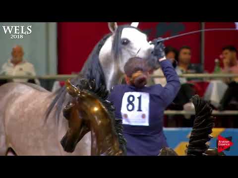 N.81 PASHA ADHAM - Wels 2018 - 4-6 Years Old Stallions (Class 9)