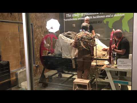 Giant 'rotisserie' holds T. rex skull