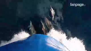 La danza dei delfini davanti al traghetto per Procida