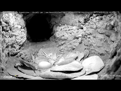 Jan 14th CahowCam 1 egg reveal