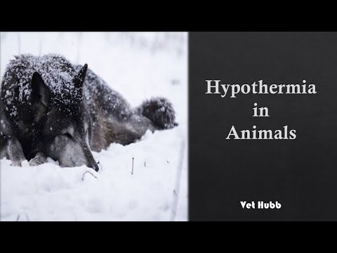 Hypothermia in Cat, dog & other animals