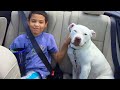 When Your Dog Fills Your Life with Laughter - Funny Dog and Human