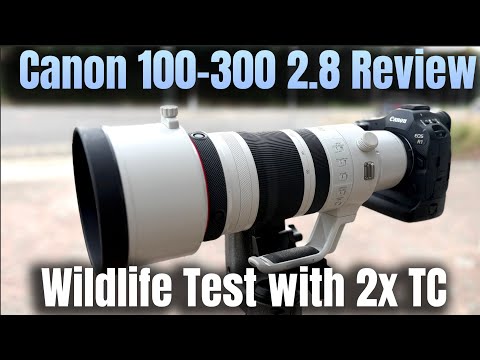 Canon 100-300mm F2.8 Objektiv-Testbericht - Test mit 2x Telekonverter - Tierwelt in Florida - Can...