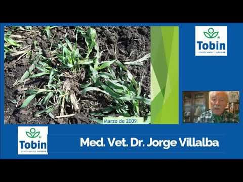 Sorgo de Pastoreo Precoz - Médico Veterinario Dr Jorge Villalba