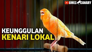 Download lagu KELEBIHAN & KEKURANGAN KENARI LOKAL‼️Pemula wajib tau keistimewaannya mp3