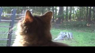 Sufjan Stevens - &quot;Heirloom&quot; - (Unofficial Cat Video)