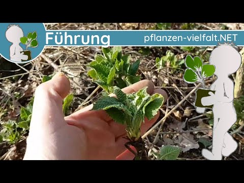 🔎 KW 14 - Wildkräuter Führung 1/2 - (4te März- / 1te Aprilwoche) - Was treibt den da so aus?