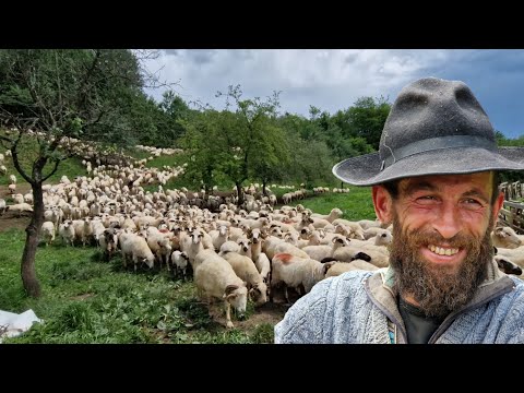 ÎMBĂIATUL OILOR ÎNAINTE DE PLECAREA ÎN MUNTE ALĂTUTURI DE CIOBĂNAȘUL MARINEL