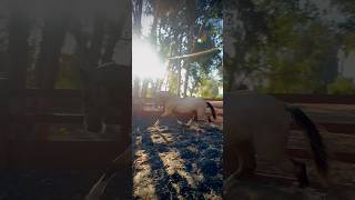 Download lagu If this is him at 2yo… imagine when he’s fully matured 🐴🔥 #stallion #buckskinwarmblood mp3 Download lagu If this is him at 2yo… imagine when he’s fully matured 🐴🔥 #stallion #buckskinwarmblood mp3