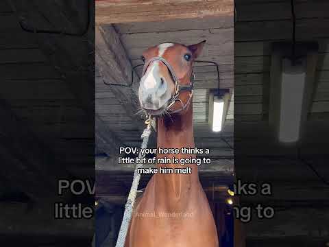 Horse being dramatic 😂😂😂#horse#horsevideo #funnyhorse#fyp