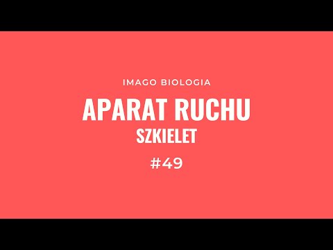 Aparat ruchu. Szkielet