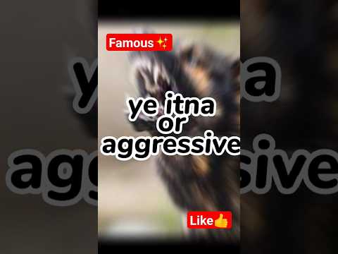 famous dog breed | aggressive German shepherd | fect 😱 |डॉग ब्रीड #shots #dog #viral #shortvideo