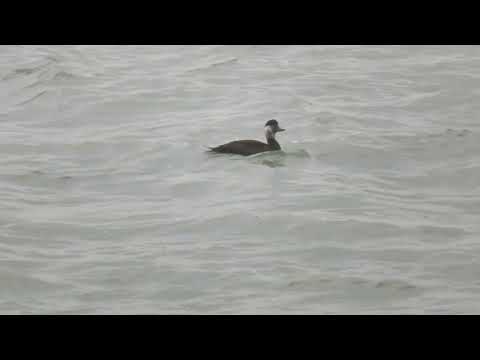 Common Scoter, Melanitta nigra, female, IJmuiden, NH, the Netherlands, 11 Dec 2024 (3)