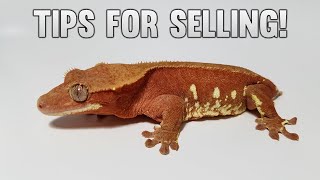 How To Sell More Crested Geckos In 2024!