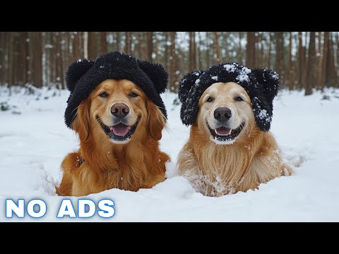 12 HOURS of Dog Calming Music For Dogs 🎵💖 Anti Separation Anxiety Relief Music🐶Sleep dog Healing🎵