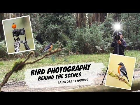 Vogelfotografie hinter den Kulissen - Jan Wegener Vlog - Regenwald-Rotkehlchen