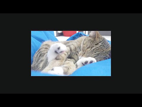 Restaurants in Korsun’-Shevchenkivs’kyy, Ukraine You MUST TRY in 2021