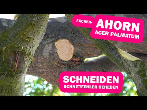 Acer Palmatum Fächerahorn schneiden, Fehlschnitte korrigieren