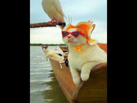 هذا القارب أصبح عائلة حيوانات 🐱🐦