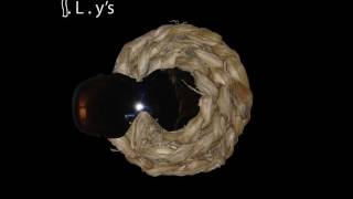 The I.L.Y's - Quietly Being the Best