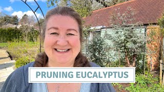 Eucalyptus Pruning + Tree Felling Two Dead Trees // Cottoverdi
