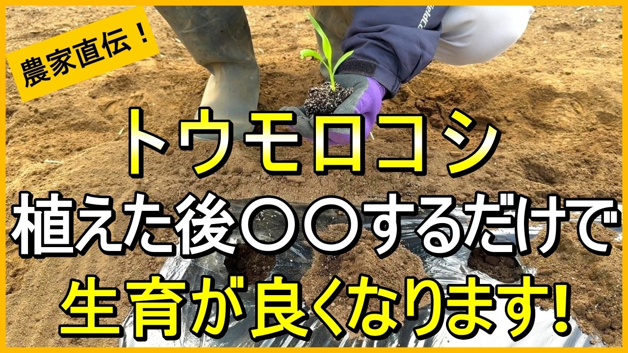 【とうもろこし】スムーズに根付かせる！早植えトンネル栽培のコツ【有機農家直伝！無農薬で育てる家庭菜園】　26/3/28