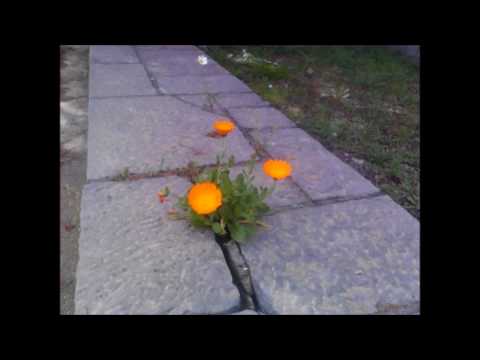 Agoni - İşlek Yollardaki Çiçekler 2 (2017)