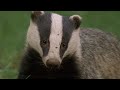 Underground Labyrinth Of Badgers | Natural World: Badgers - Secrets Of The Sett | BBC Earth