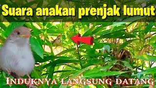 Download lagu Suara anakan prenjak lumut/lancur untuk pikat agar indukan cepat datang mp3