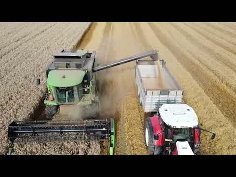 Dreschsaison 2023: Triticale dreschen