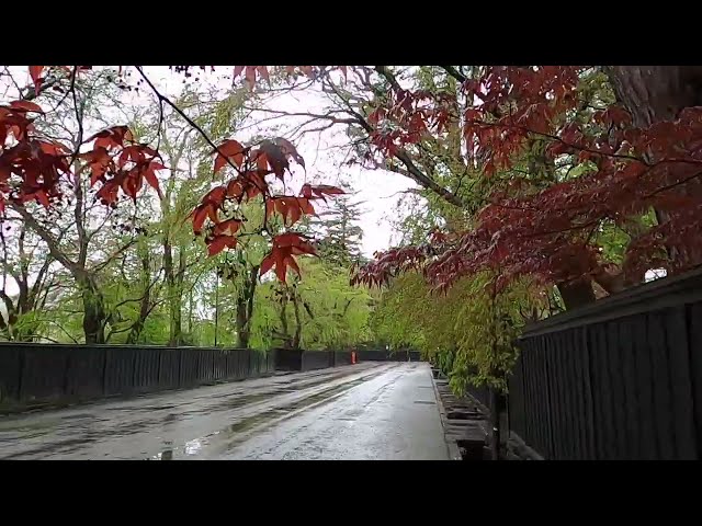 2024 [Kakunodate Cherry Blossoms] Blooming Status April 25th