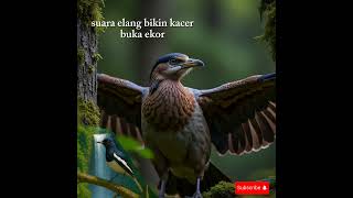 Download lagu KACER susah on play? susah bongkar coba suara ini pasti bongkar dan on #kicaumania #kicaumanian mp3 Download lagu KACER susah on play? susah bongkar coba suara ini pasti bongkar dan on #kicaumania #kicaumanian mp3