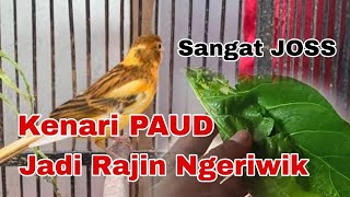 Download lagu How to make your canary chirp diligently... in 3 simple ways. mp3 Download lagu How to make your canary chirp diligently... in 3 simple ways. mp3