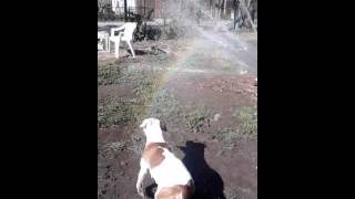 Rednose pit staffie prinny biting water