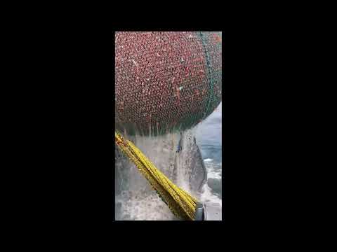 WoW !! Fishing Boat Catch a Lot of Fish - Big Catch ! Fisherman