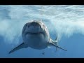 Attacks That Inspired The Reef
