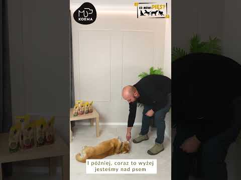Pif! Paf! Naucz psa super sztuczki