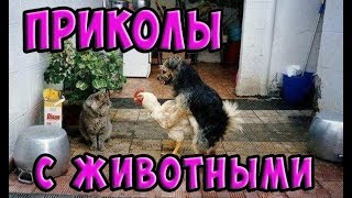 УЛЁТНЫЕ ПРИКОЛЫ С ЖИВОТНЫМИ | СМОТРЕТЬ ОБЯЗАТЕЛЬНО! | Октябрь 2018
