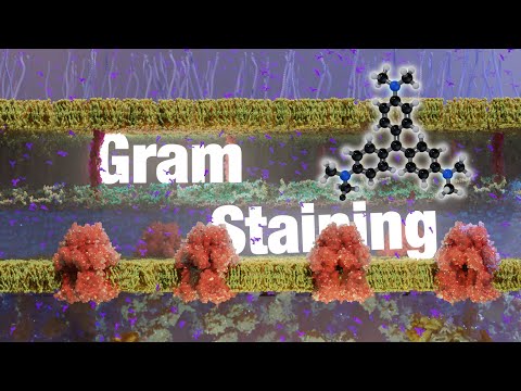 How Gram Staining Works: The Essential Microbiology Technique