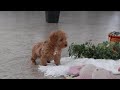 Schnoodle dogs for sale: Harper - Video 1