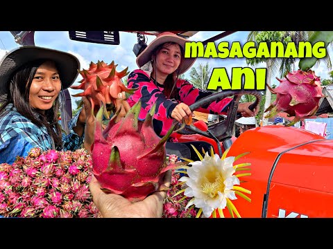 EP-438 P1 | Masaganang ani ng ating dragon fruit,ang dami naming napitas | Life in the province