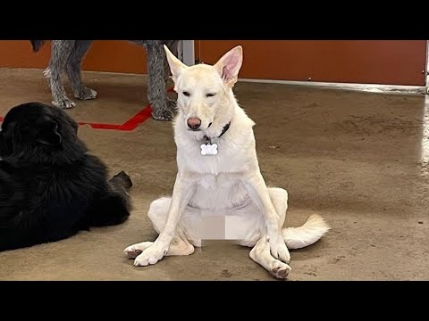 Les chiens sont vraiment les rois et les reines de la comédie