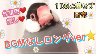 【文鳥】BGMなしロングver☆鳥ちゃんのお留守番や作業用、癒しのひとときにどうぞ♪